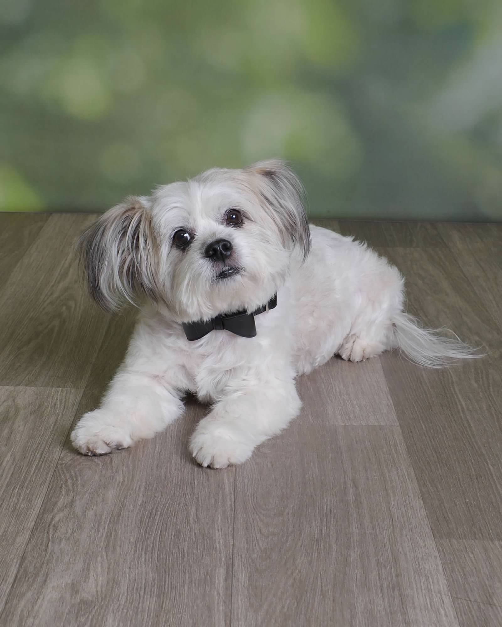 Nikko the clinic dog